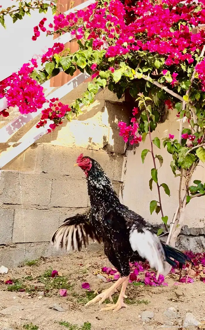 زوج سندي بطل 4