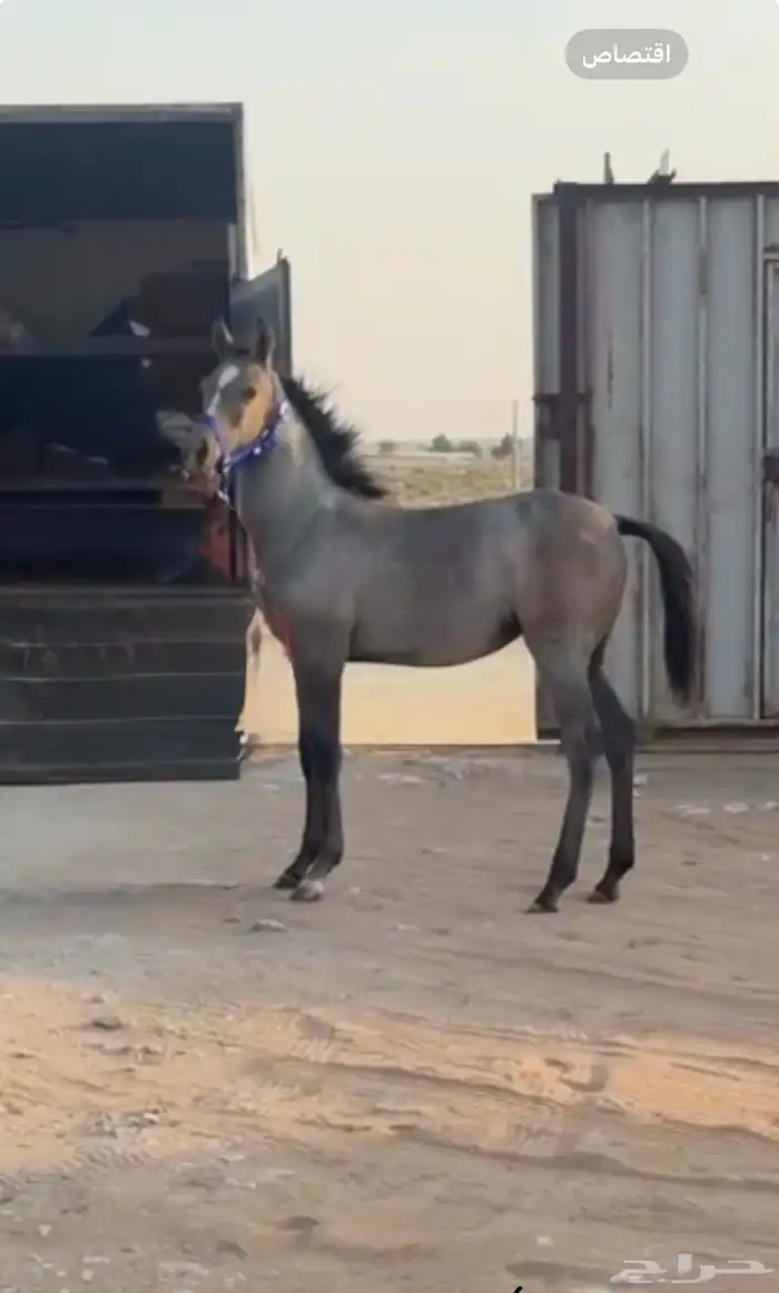 للبيع مهره 0