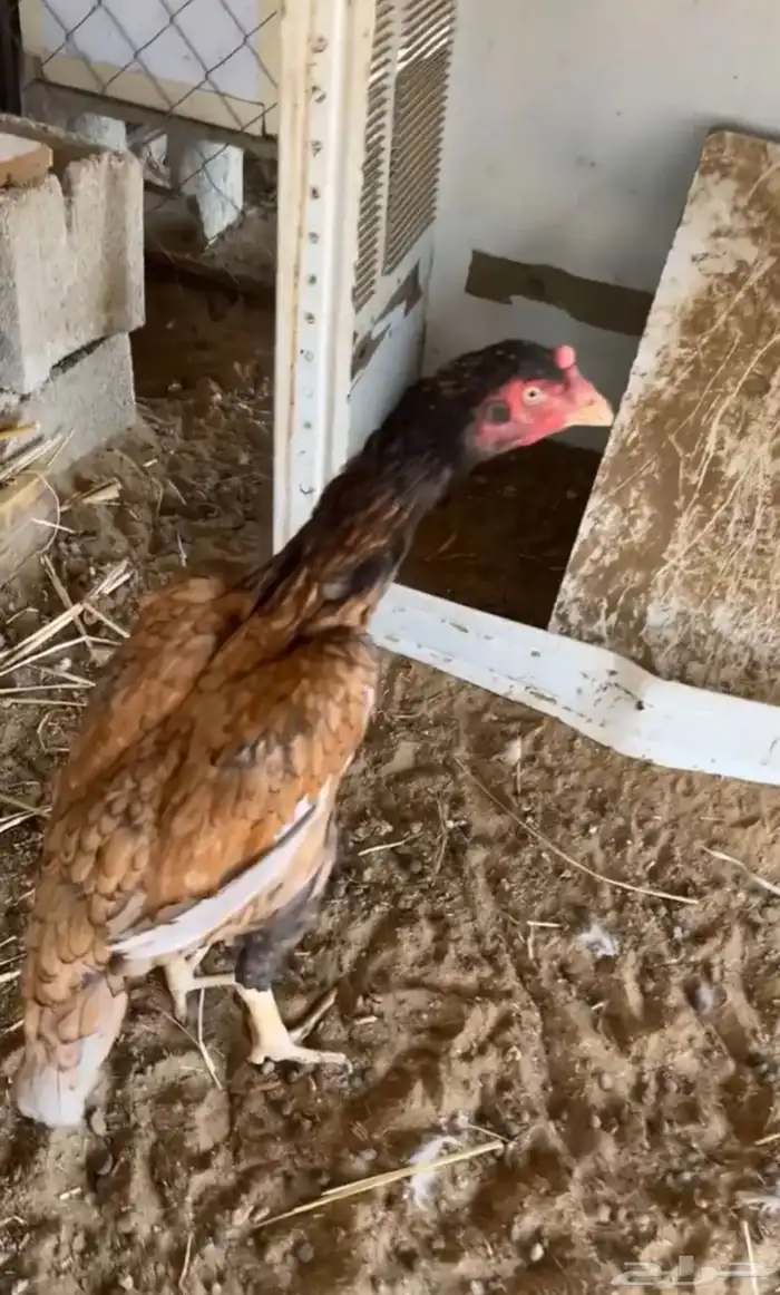 دجاج شامو   سندي   باكستاني 4