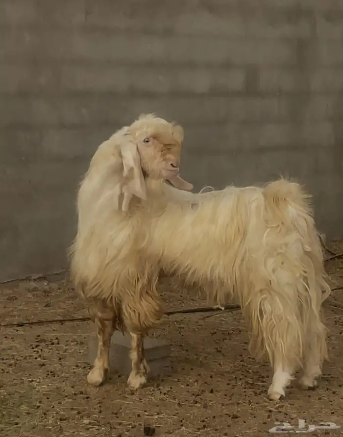 تيس ابيض ابرص 5