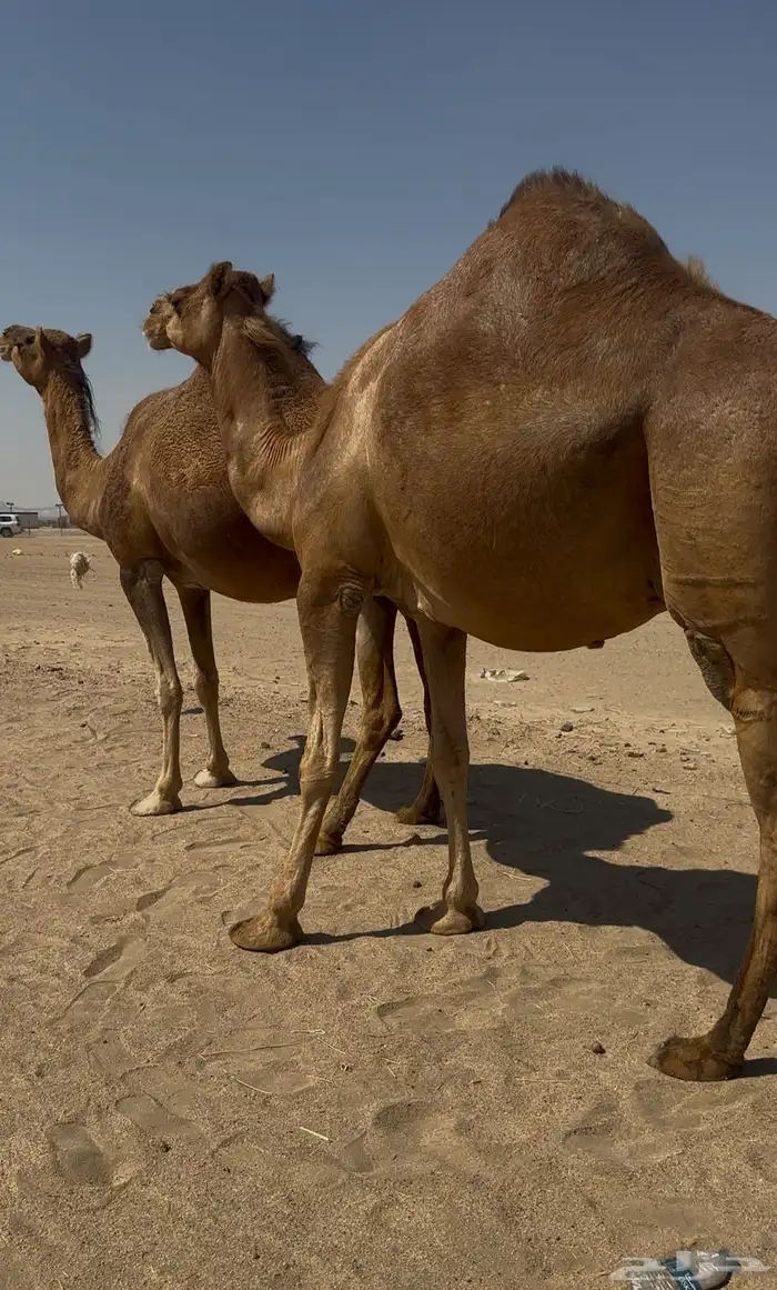 ملاقي سواحل ابل طيبه 1