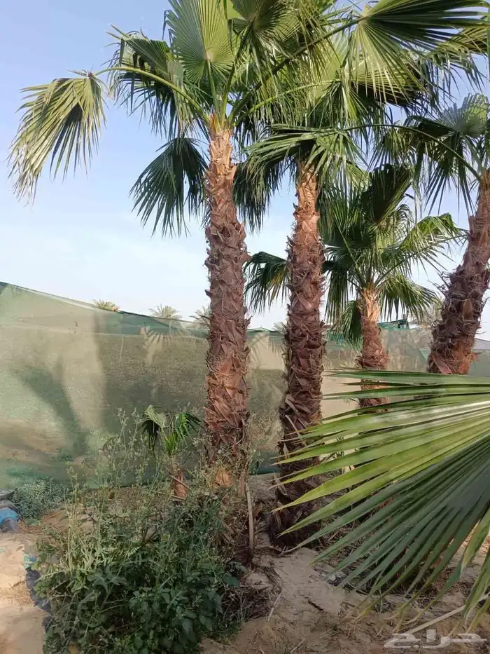 نخل وشنطني وعربي وبرحي وسكري بلدي 7