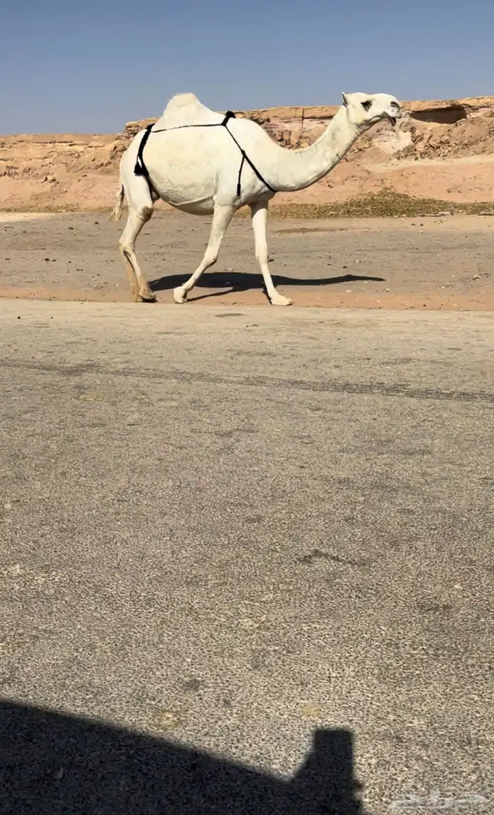 القحات وضحاء وشقحاء كفو 0