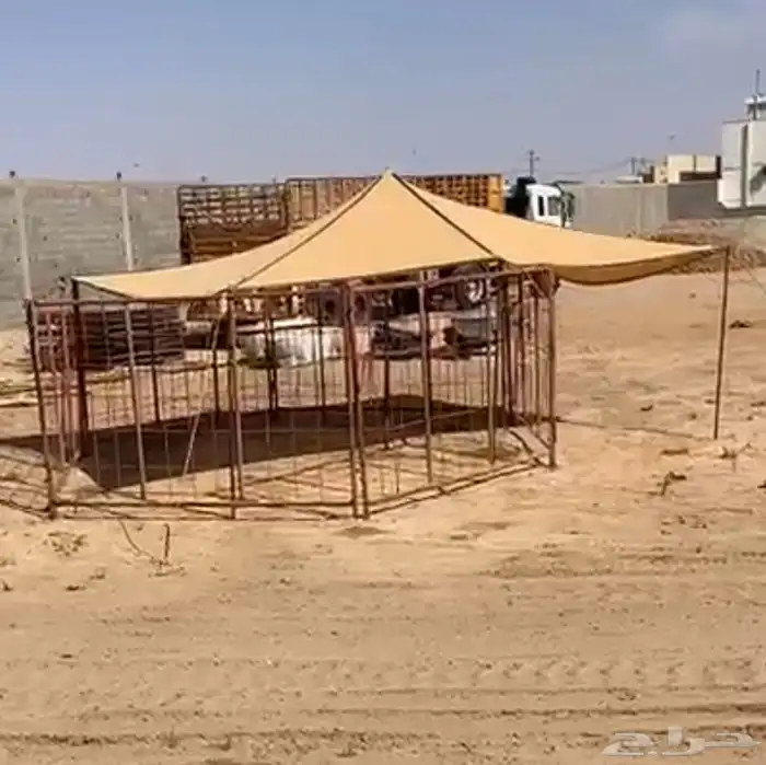 حوض ماء وخيمة حشون أو غنم 3