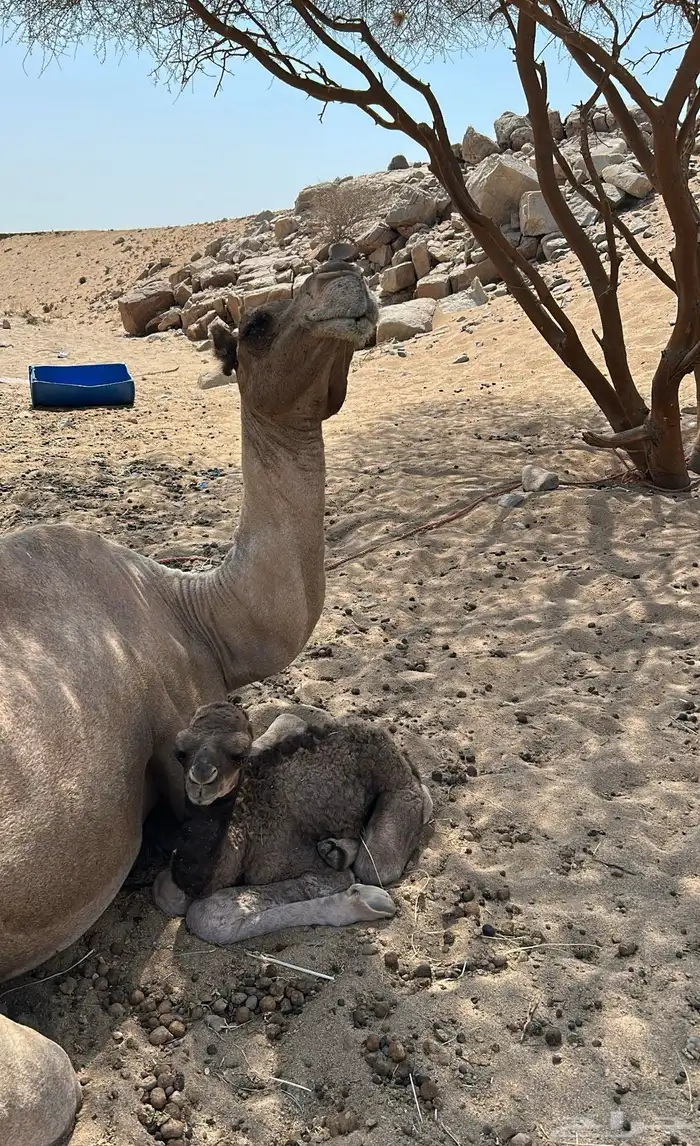ناقه خلفه 2
