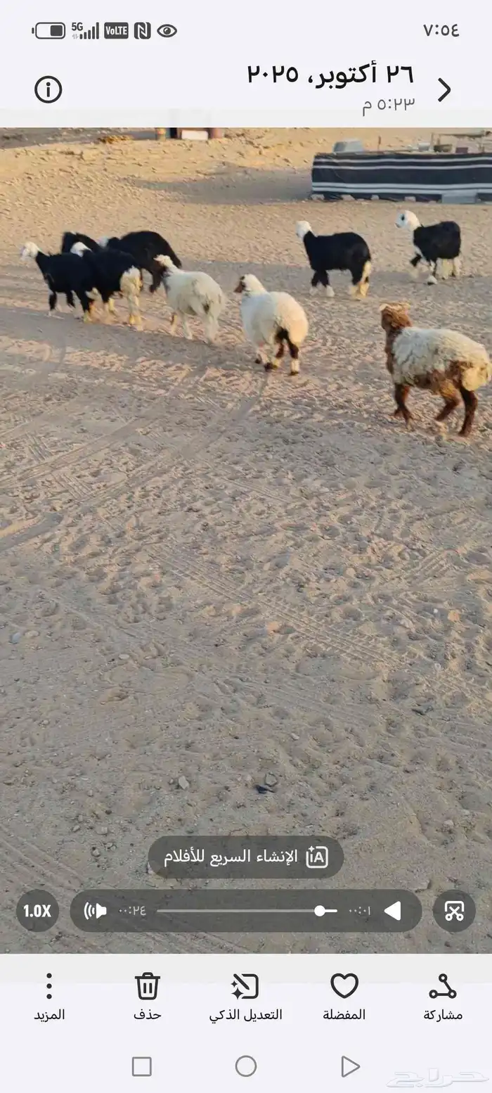 خروفين و4 رخال 0