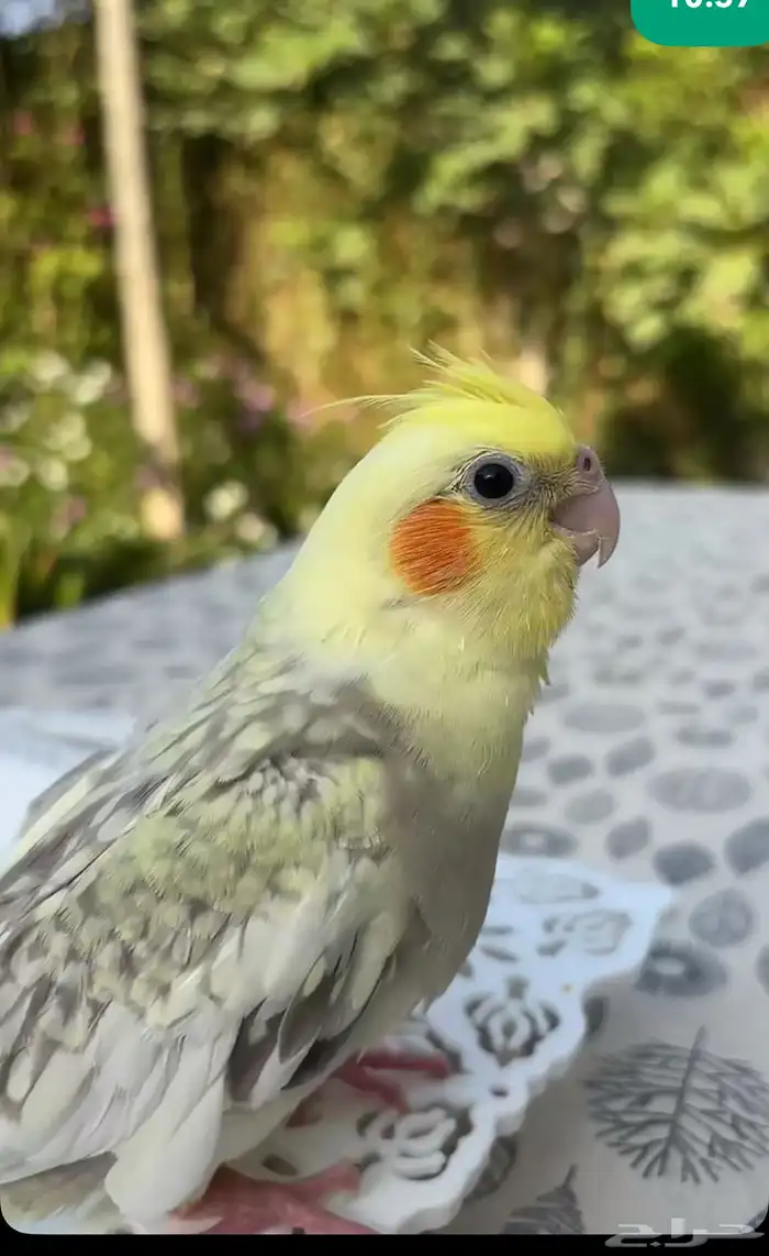 الي عنده كروان متكلم يراسلني 0