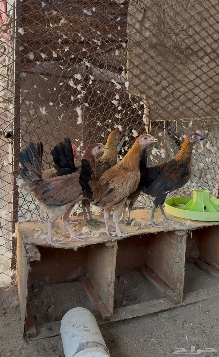 دياكة وفراريج للبيع 0