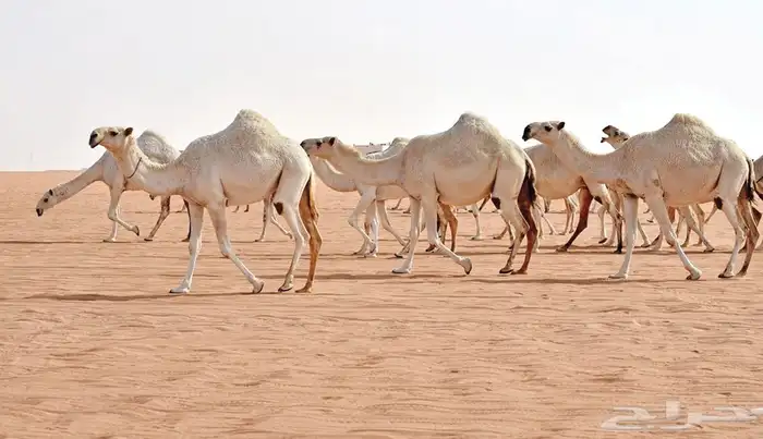 مطلوب ابل عشاير وضح 0