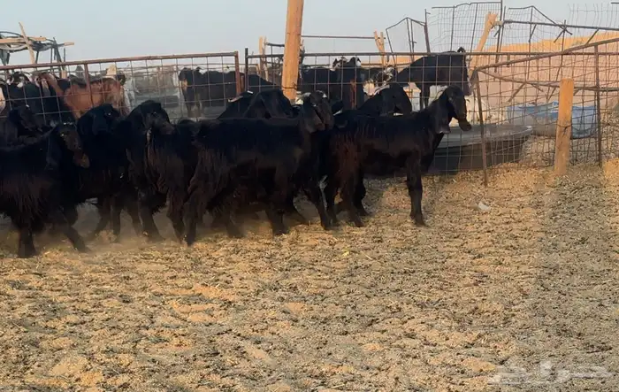 جذعات قبرصيات دلم اصل تم البيع 1