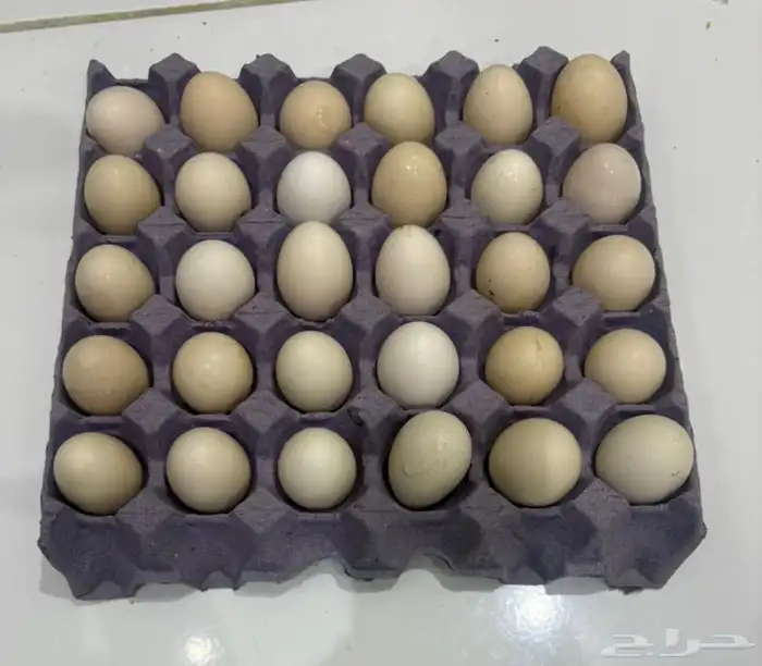 بيض بلدي 0