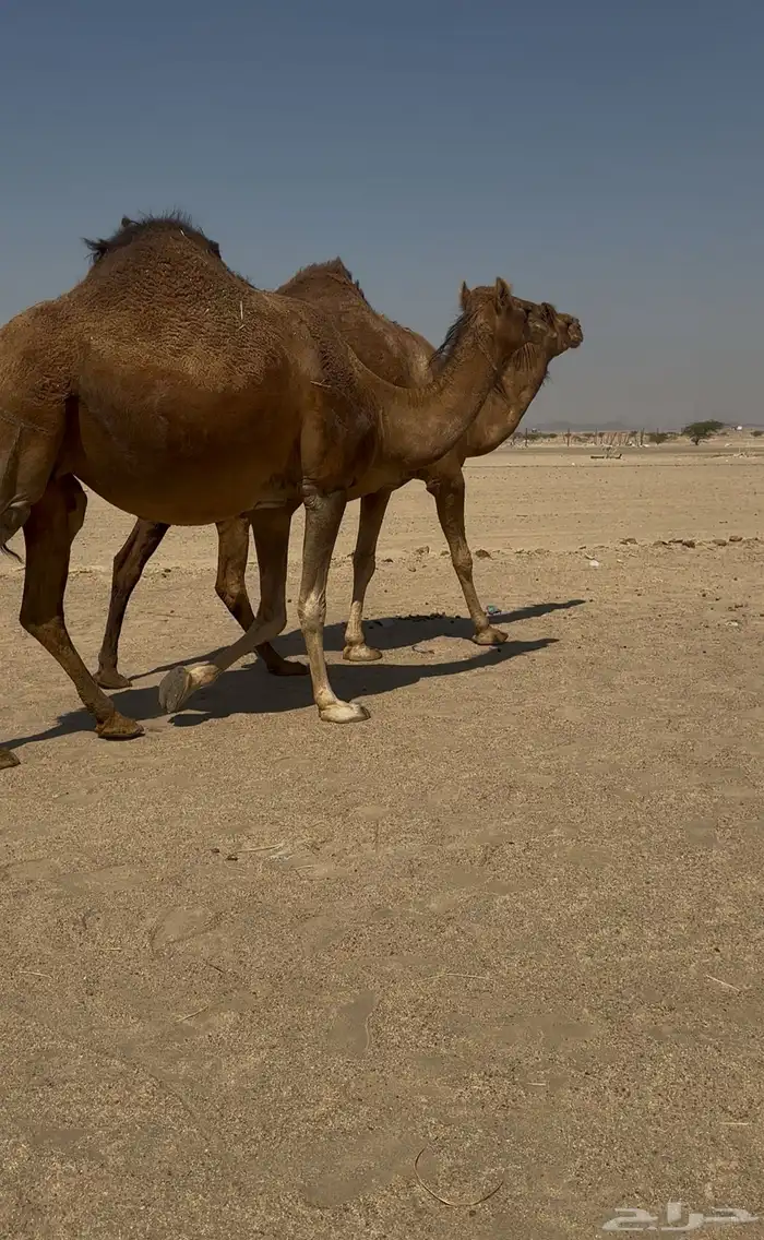 ملاقي سواحل ابل طيبه 5