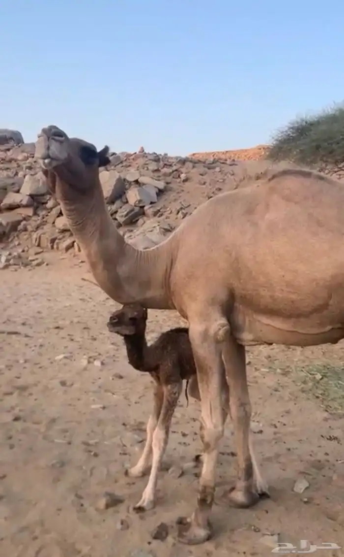 ناقه خلفه 1