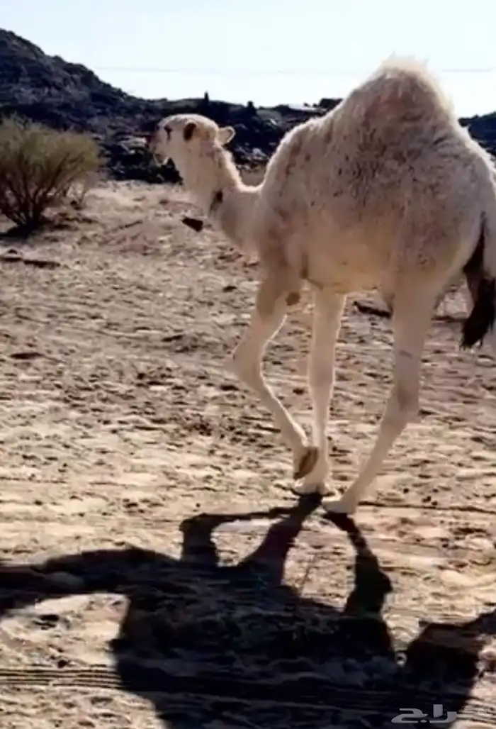 قعود مفرود فردي باتلي 5