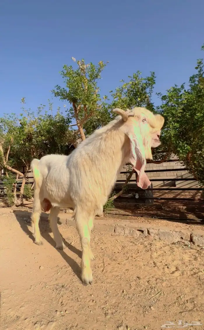 تيس مطور ابرص فاخر 2