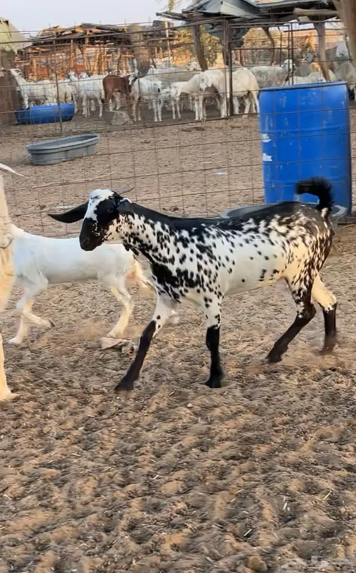 جفرة بيشيه صنف 5