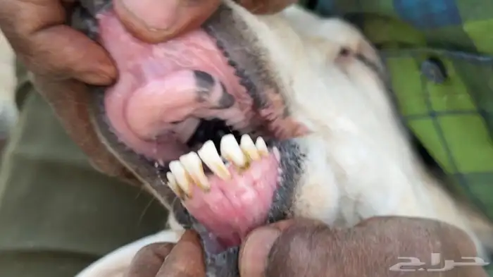 خروف فحل للبيع 4