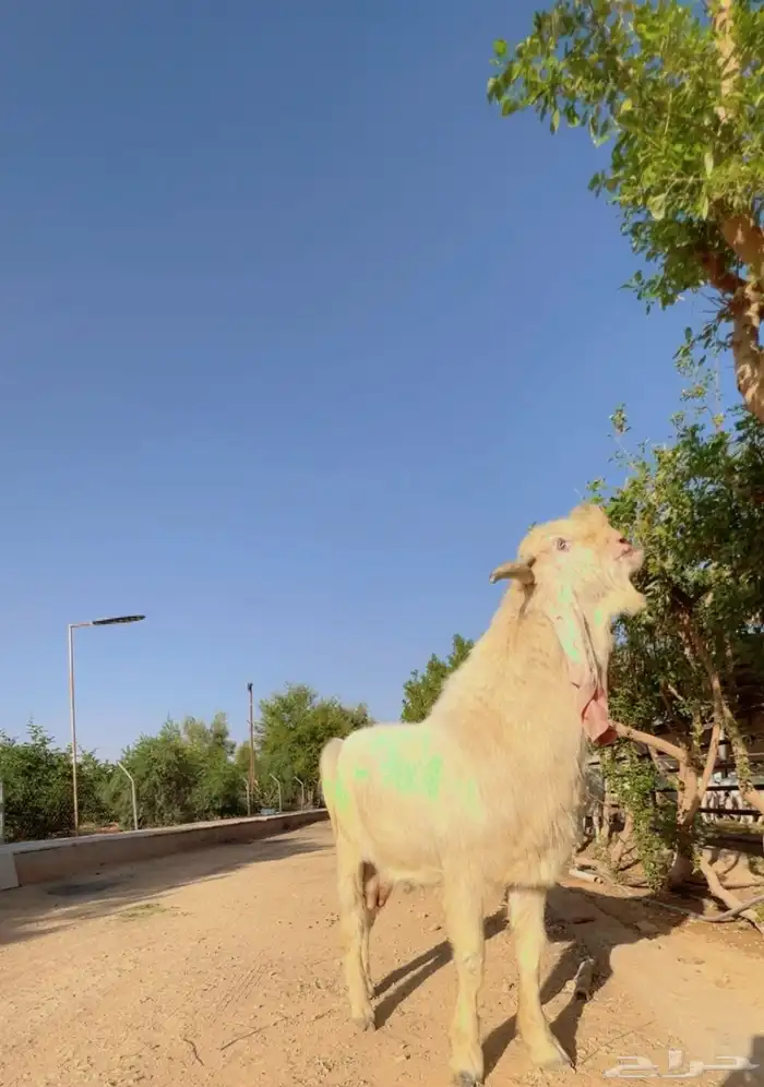 تيس مطور ابرص فاخر 1