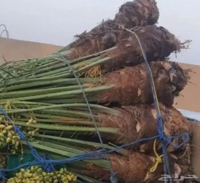 نخل مثمر للبيع 0