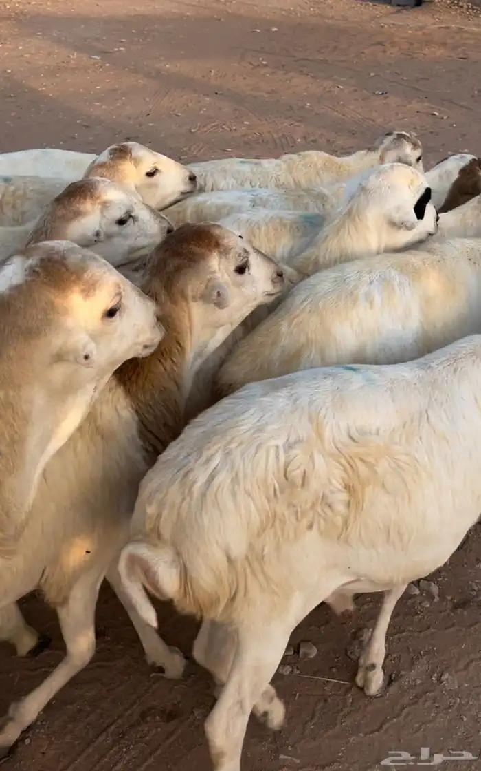 خرفان رفيد مهجن 0