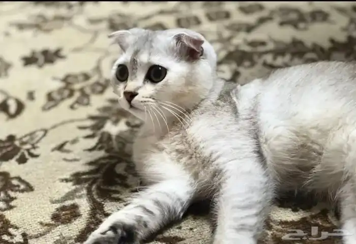 قطوه للتبني 0