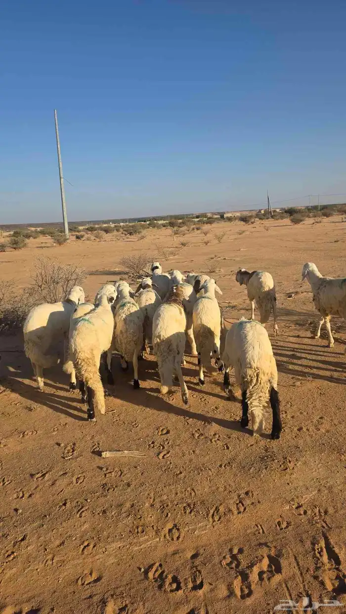 سواكن للبيع جذعان 3