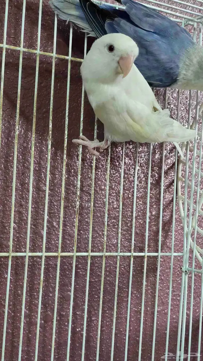 ذكور روز للبيع 1