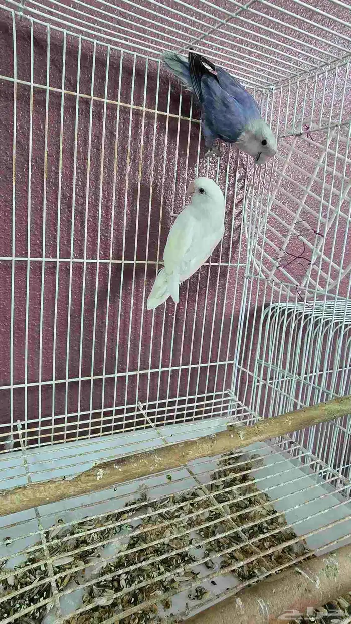 ذكور روز للبيع 2