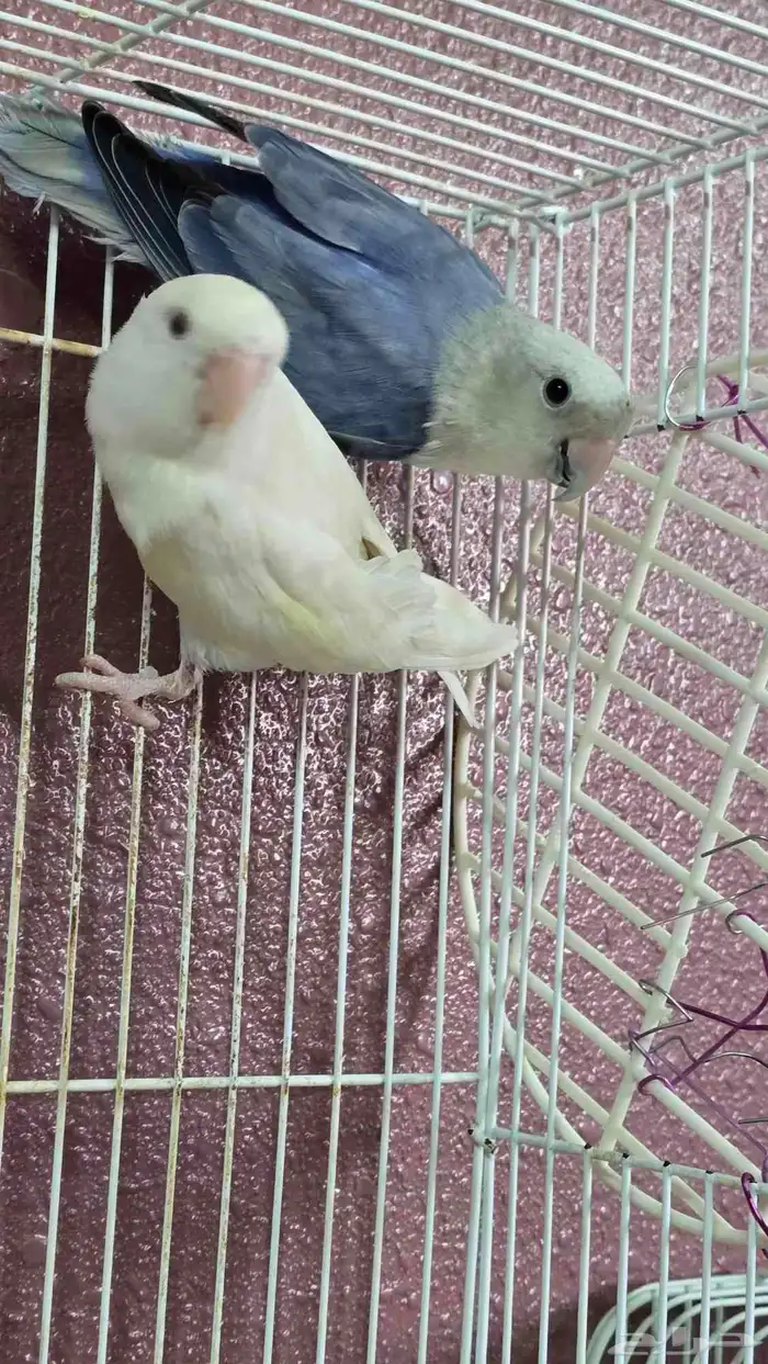 ذكور روز للبيع 0