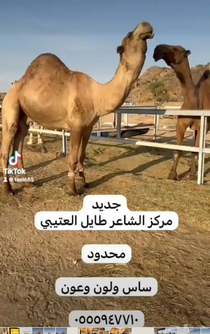 فحول للبيع 2