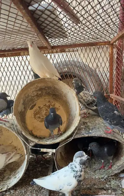 حمام مشكل index