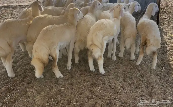 رخال كفو مراح واحد. تم البيع 0