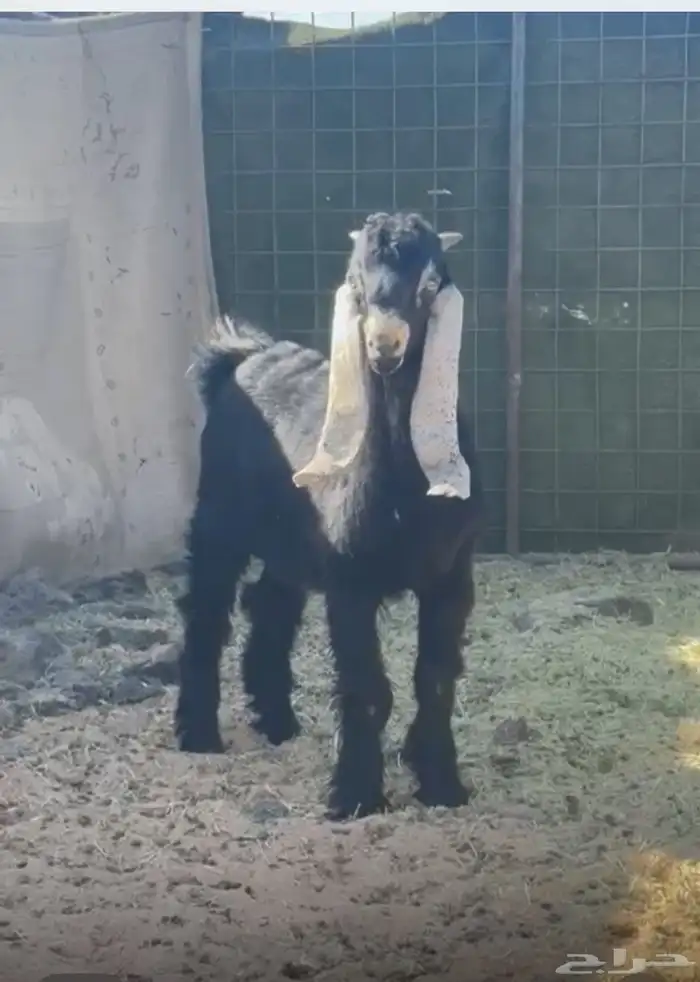 تيس عارضي صنف مشروع فحل 0