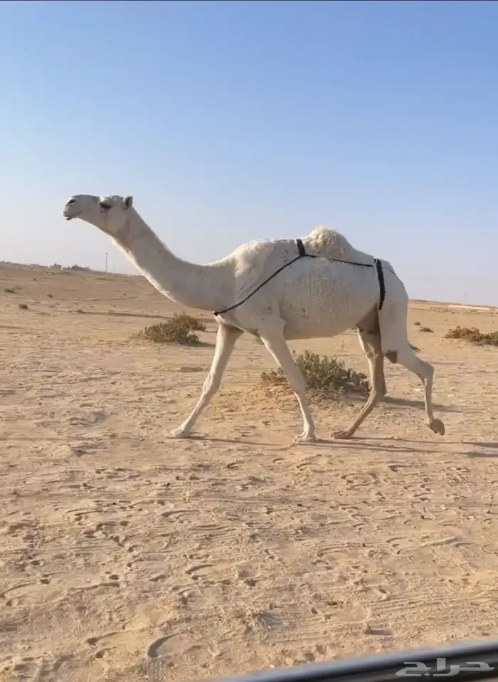العشرا الوضحا الثنو الكفو 1