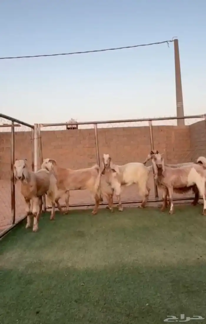 معزاء مشاريك مصري لون كريمي 0