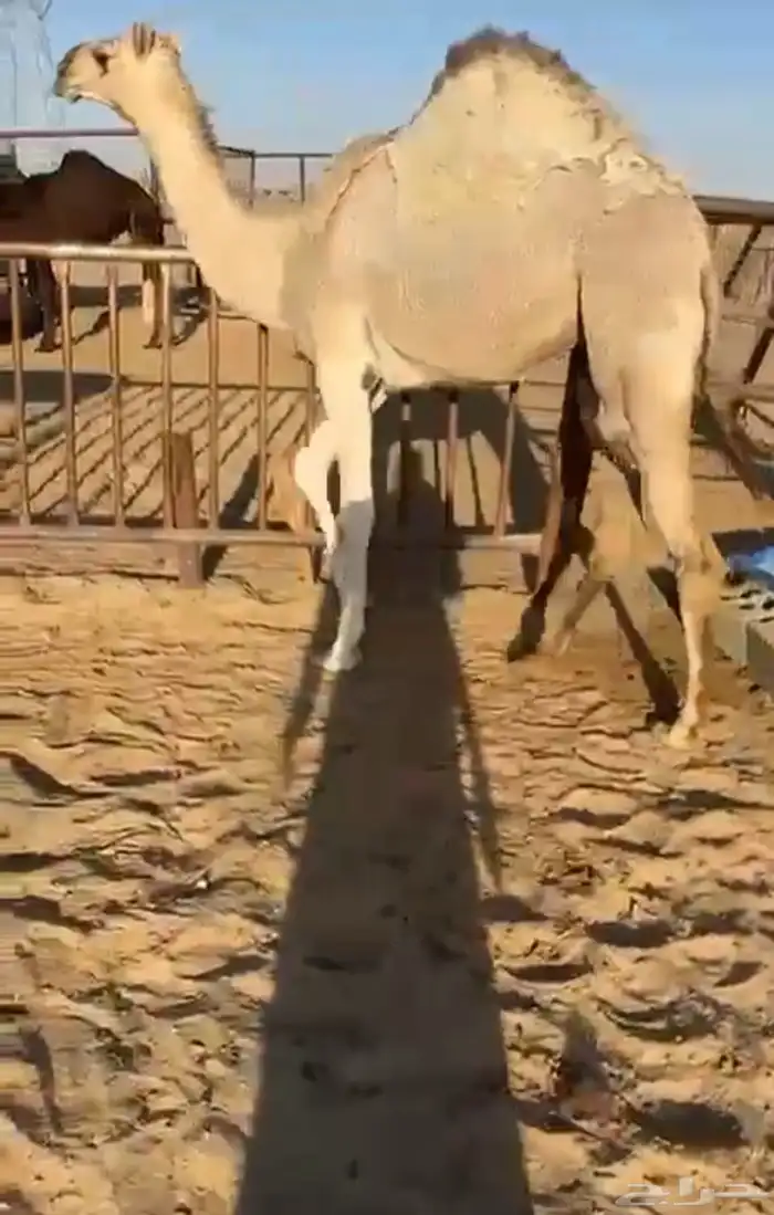 قعدان وبكار للبيع كفو فل التواصل اتصال 1