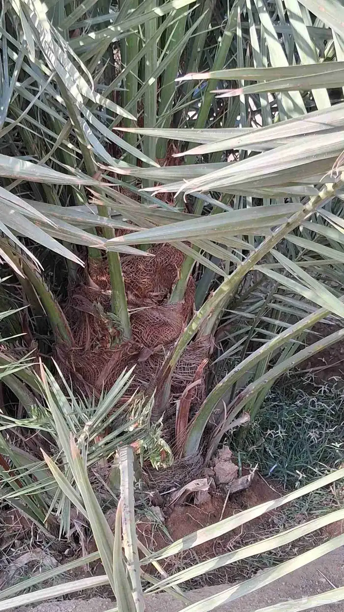 فسايل وجثايث خلاص 0