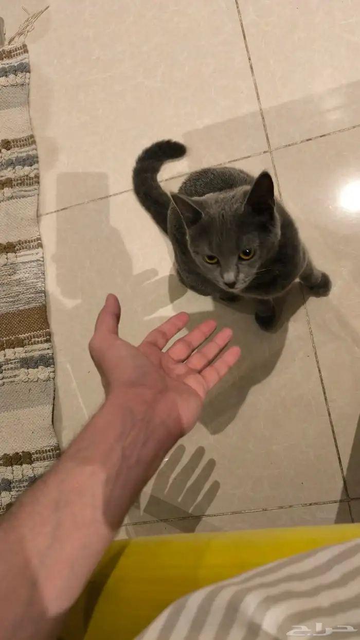 قطة انثى Russian blue للتبني .. عمرها سنة 2