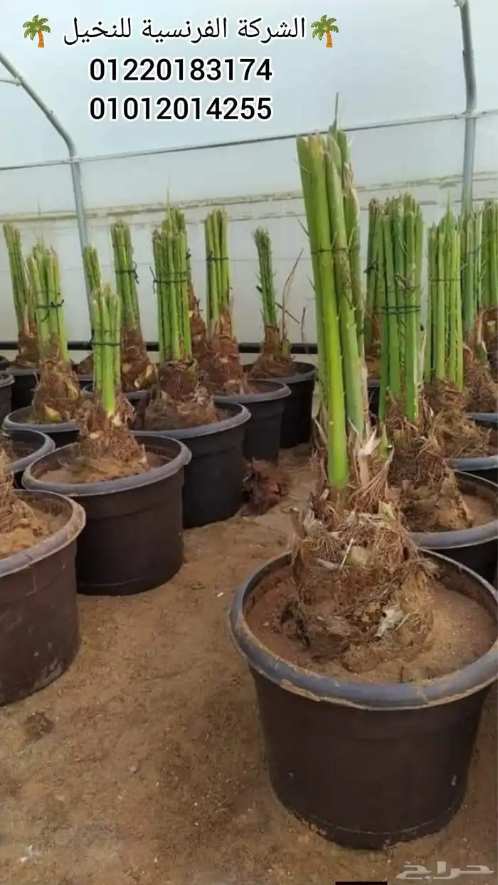 يوجد لدينا جميع انواع النخيل الى جميع أنحاء المملكة 0