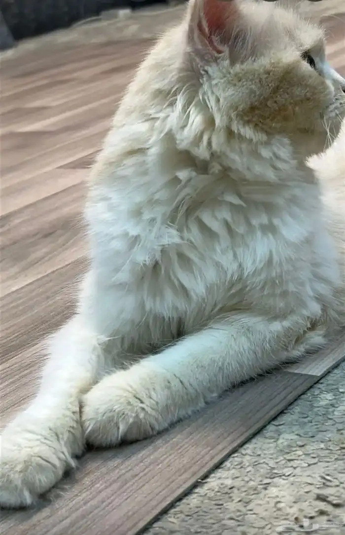 قطه للتبني 1