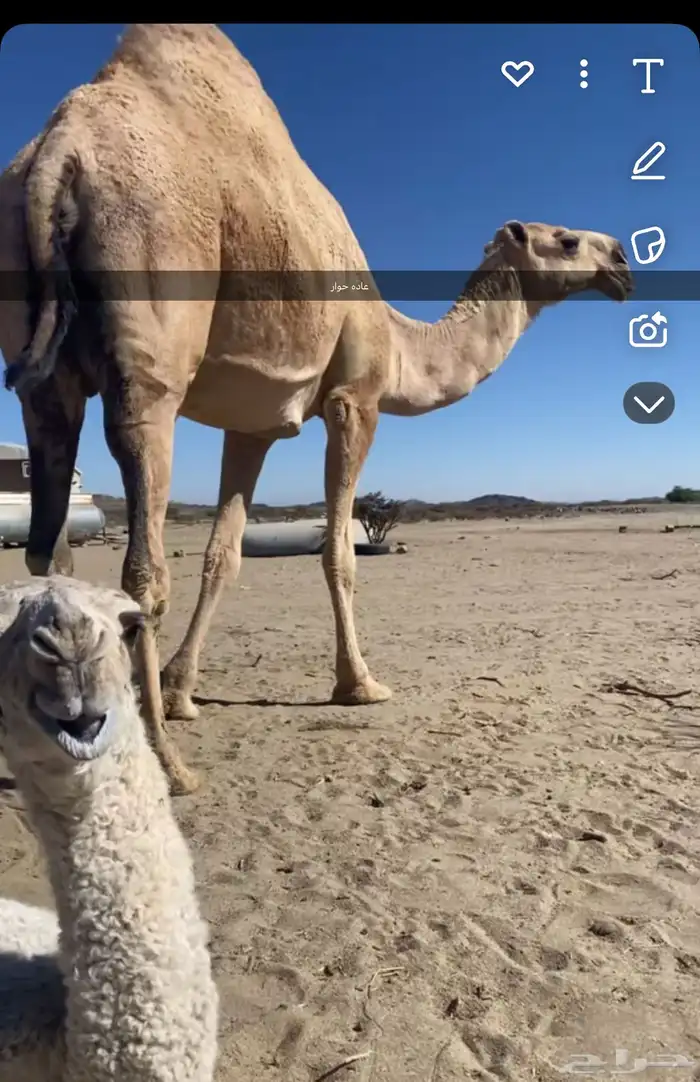 قعود مفرود فردي باتلي 4