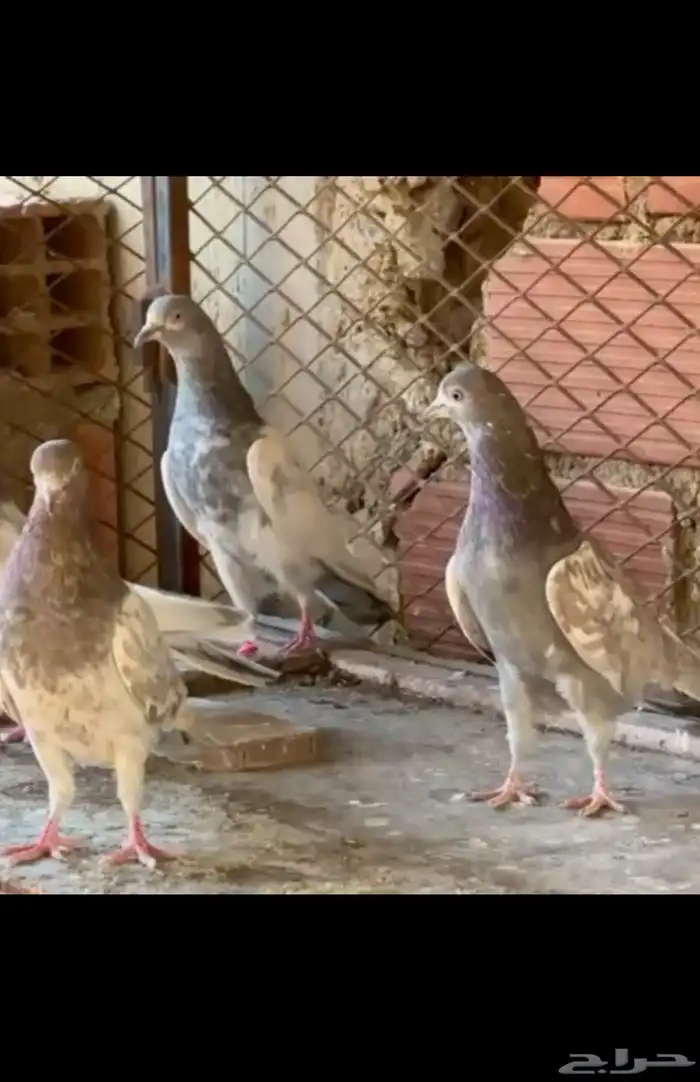 حمام بكستاني لاك(تم البيع ) 1