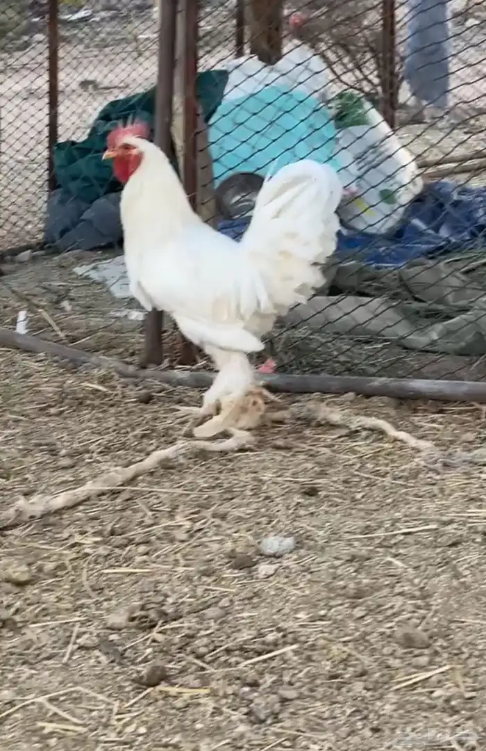 ديك براهما أبيض 0