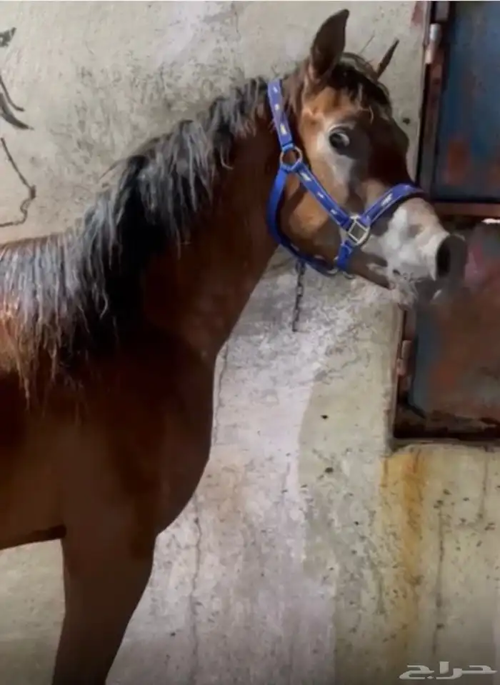 احصان ركوب 0