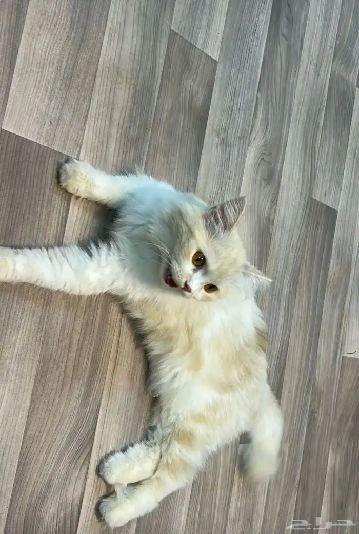 قطه للتبني 0