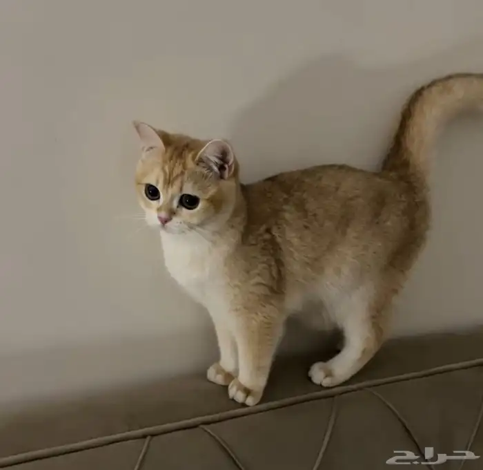 سكوتش ستريت للبيع 0