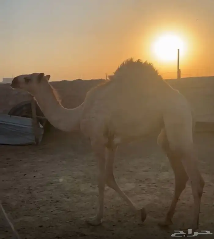 بكرة شقحاء للبيع عالسوم 1
