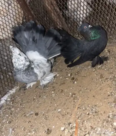 حمام رقاص هندي فاخر احجام طيبه index