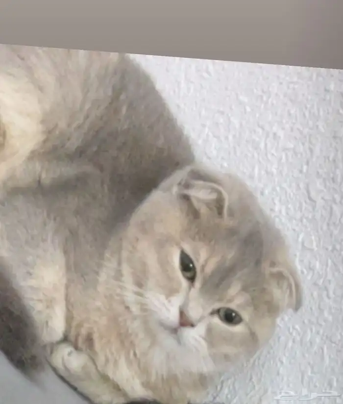 سكوتش فولد للبيع او البدل 0