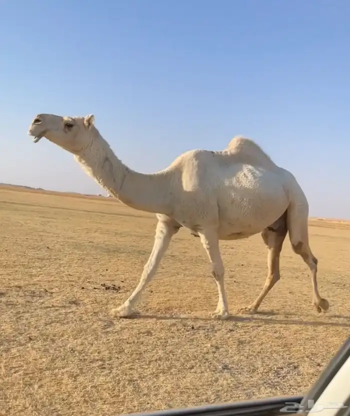 الوضح الثنتين الكفو لقحه وضروبه 0